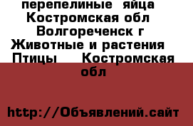перепелиные  яйца - Костромская обл., Волгореченск г. Животные и растения » Птицы   . Костромская обл.
